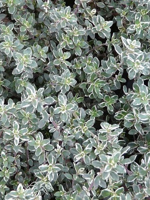 Thymus Silver King